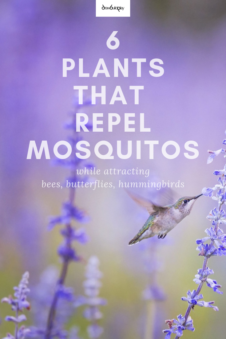 Check out our 6 best mosquito repellent plants that you can grow to repel mosquitos from your garden and yard. #mosquitoes #mosquito #naturalrepellent #repellent #mosquitorepellent